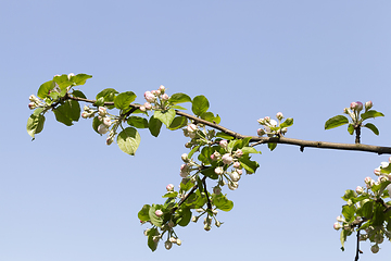 Image showing full-bloom fruit trees