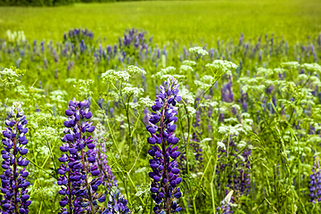 Image showing blue lupine