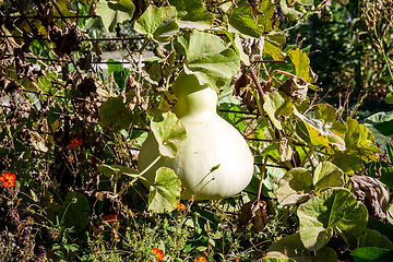 Image showing Butternut squash in a garden