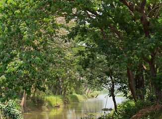 Image showing Canal and forest in the Irrawaddy Region, Myanmar