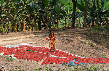 Image showing Woman drying chili peppers in Myanmar