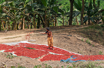 Image showing Woman drying chili peppers in Myanmar