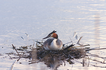 Image showing great crested grebe on nest