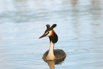 Image showing great crested grebe swimming on water surface