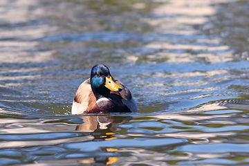 Image showing male Anas platyrhynchos close up