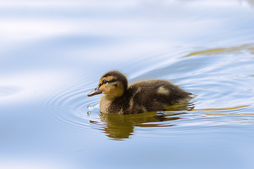 Image showing mallard duck young bird