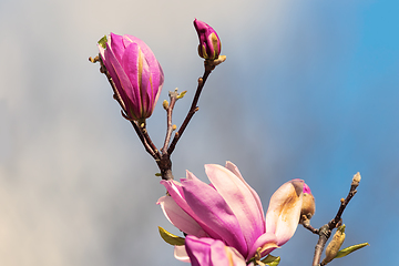 Image showing pink magnolia flower