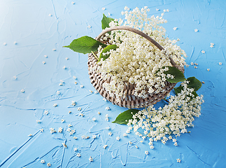 Image showing Elder flower