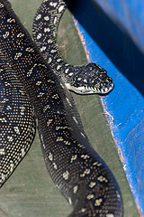 Image showing Diamond Python