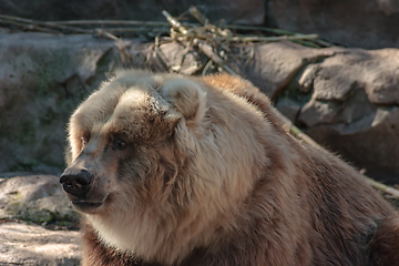 Image showing Bear