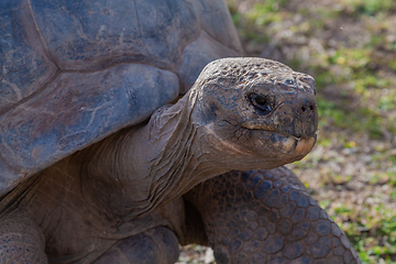 Image showing Tortoise