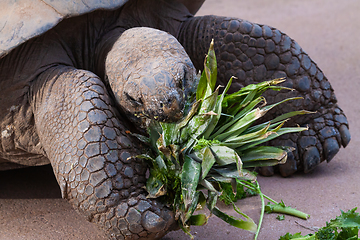 Image showing Tortoise Eating