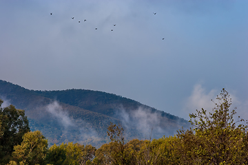 Image showing Wooded Hill And Birds in Flight