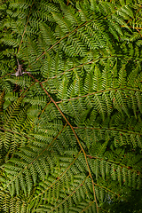 Image showing Fern