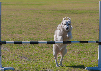 Image showing Dog Trial