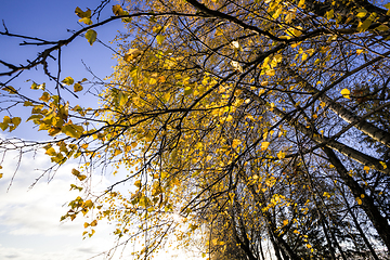 Image showing yellowed birch leaves