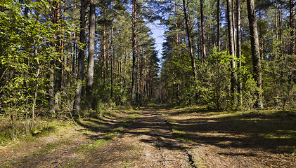 Image showing road among forest