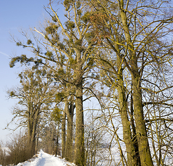 Image showing white fresh snow