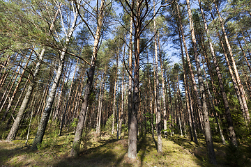 Image showing forest with different trees.