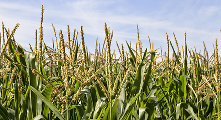 Image showing green corn grown by technology