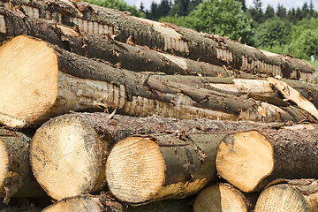 Image showing logging pine logs