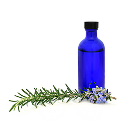 Image showing Rosemary Herb Food Seasoning and Plant Medicine