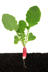 Image showing Radish Plant Growing in Soil Cross Section 