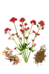 Image showing Red Valerian Adaptogen Herb Plant and Root