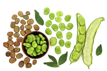 Image showing Broad Bean Legumes High Protein Vegan Health Food