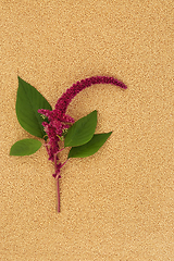 Image showing Amaranthus Plant and Seed Background