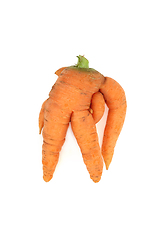 Image showing Twisted and Deformed Ugly Carrot Vegetable