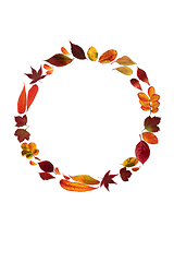 Image showing Abstract Autumn Wreath Composition with Vivid Colourful Leaves 