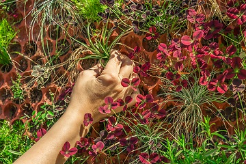 Image showing Hand planting new plant on vertical wall.  Vertical gardening. 