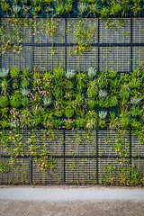 Image showing Vertical green garden decoration on the wall. Vertical gardening. 