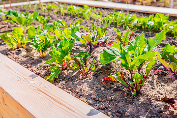 Image showing Beet leaf. Green young leaves of beetroot and mangold growing in raised bed, vegetable garden. 