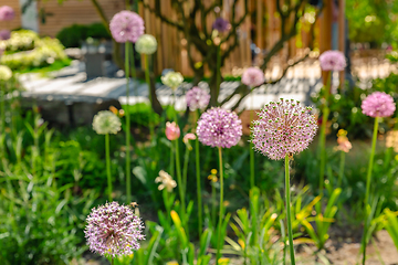 Image showing Close up of colourful flowerbed with Persian onion star of Persia (Allium cristophii) in sunny day