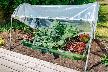 Image showing DIY plastic greenhouse or foil greenhouse for food production  for small gardens
