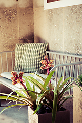 Image showing Home plants with cosy sofa and pillow, vintage style