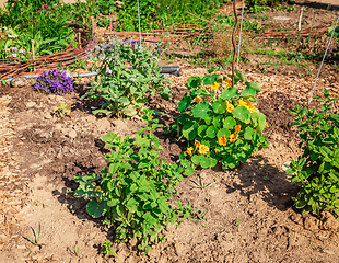 Image showing Natural herb garden with mint, garden nasturtium or Indian cress, borage