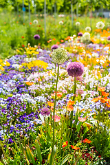 Image showing Scenic view of colourful flowerbeds in sunny day