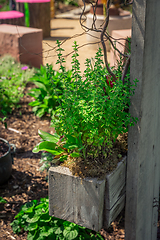 Image showing Oregano in wooden pot in a herb garden