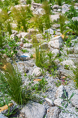 Image showing Ornamental grasses in rockery, rock garden concept