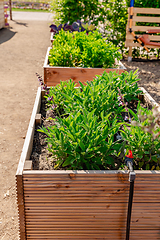 Image showing Vegetable garden with wooden raised beds for herbs, fruits and vegetables