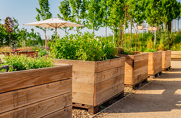 Image showing Vegetable garden with wooden raised beds for herbs, fruits and vegetables