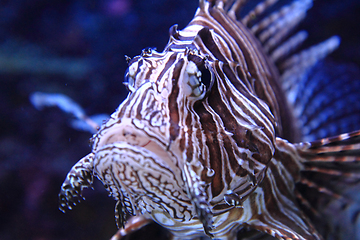 Image showing lionfish in the sea water