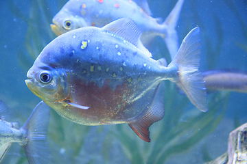 Image showing big piranha fish