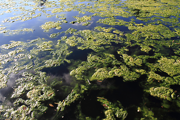 Image showing green water alga