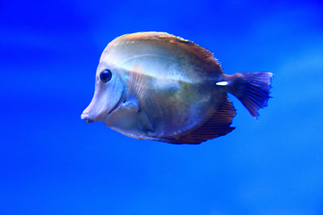 Image showing exotic sea fish 