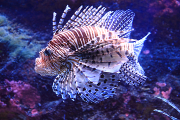 Image showing lionfish in the sea water