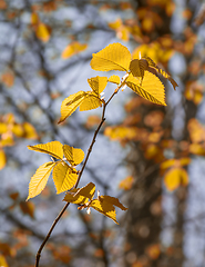 Image showing sunny autumn leaves